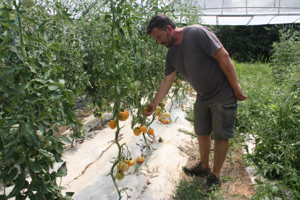 Mathieu Forey, le maraîcher bio, dans la serre Dans la seconde serre, ne poussent que des tomates : de nombreuses variétés anciennes © Récit en Série - Isabelle Desprez.