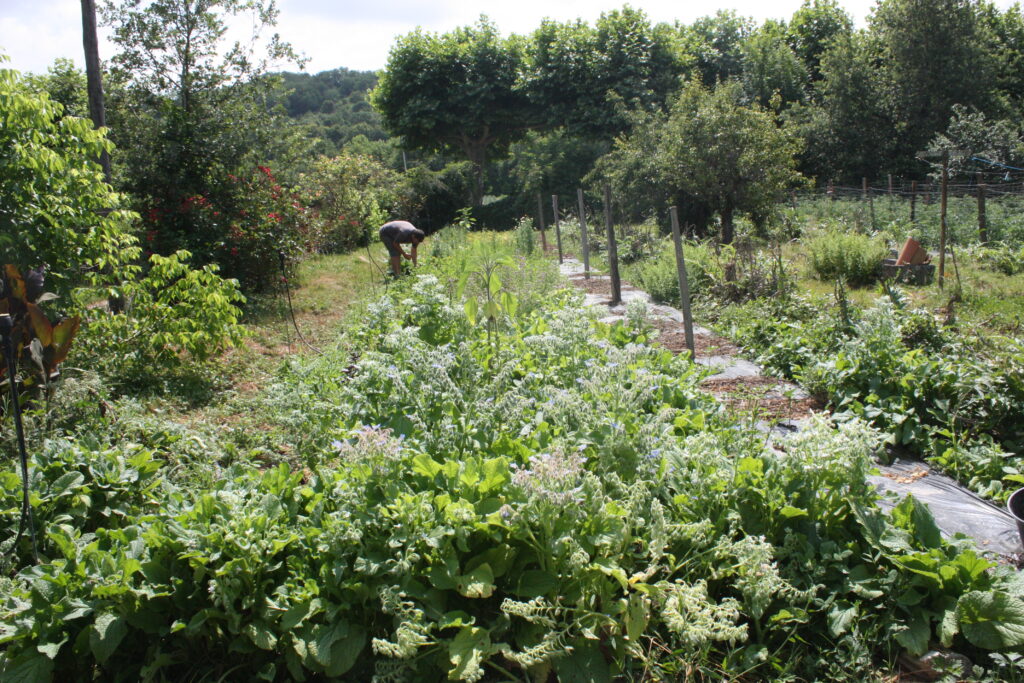 Côté potager, l’agriculteur bio a planté une bande fleuries de bourraches et de fleurs sauvages butinées par les abeilles et les papillons, et des tas d’aromates (basilic, ciboulette, menthe, origan, persil, coriandre…) © Récit en Série - Isabelle Desprez.
