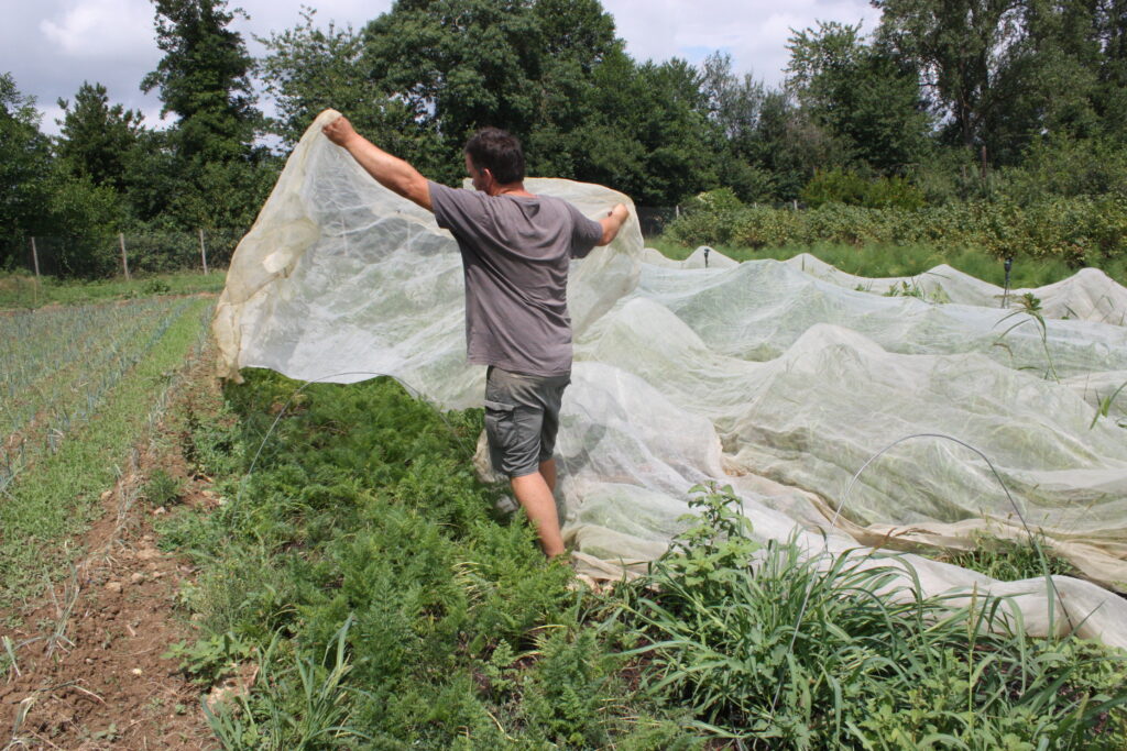 Sur les carottes, pour éviter les limaces et les escargots, le maraîcher remet en place ses filets © Récit en Série - Isabelle Desprez.