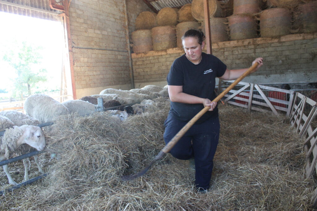 Aurélie nourrit au foin de la ferme les brebis, béliers, agneaux et agnelles. En bas à droite, les porcs noirs © Récit en Série – Isabelle Desprez.